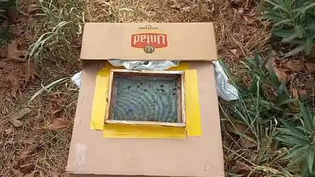 Ağaçta baldan servet buldu
