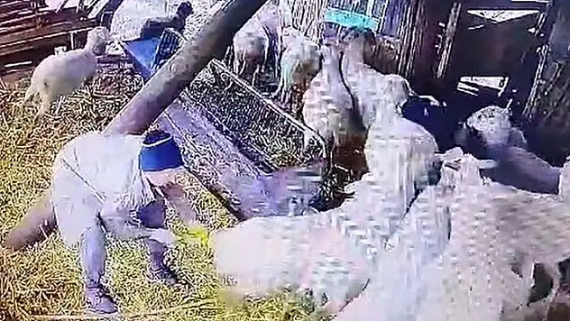 Ağıla girip koyunlara işkence yaptı o anlar kamerada
