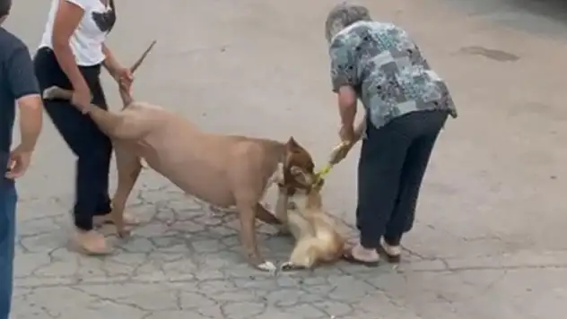 Ağızlıksız dolaştırılan pitbull, hem köpeğe hem de kendi sahibine saldırdı