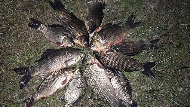 Ağlardan kurtarılan balıklar suya bırakıldı
