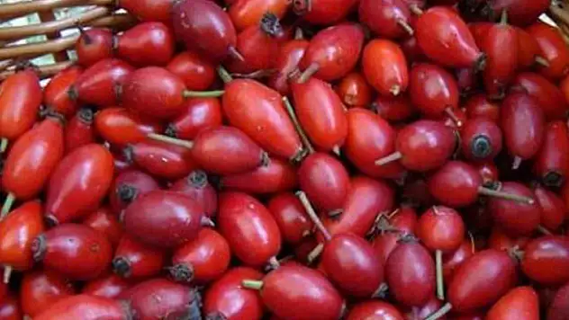 Ağrı kesiciden daha etkili! Kuşburnunu böyle için