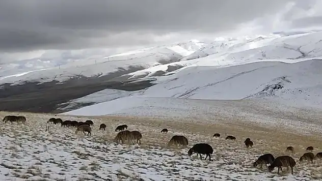 Ağrı'da yaylaya çıkan koyunlar kar altında kaldı
