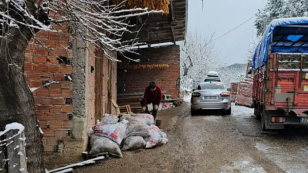 Ahıra giren kurtlar 25 koyunu telef etti
