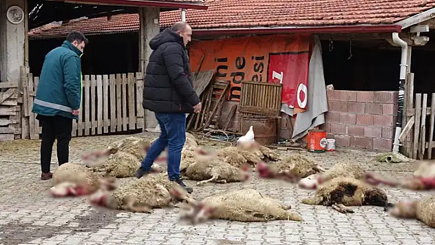 Ahıra giren sokak köpekleri 22 koyunu telef etti
