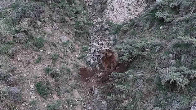 Ahıra girip keçileri telef eden ayılar leşleri gömerken dron kamerasına yakalandı
