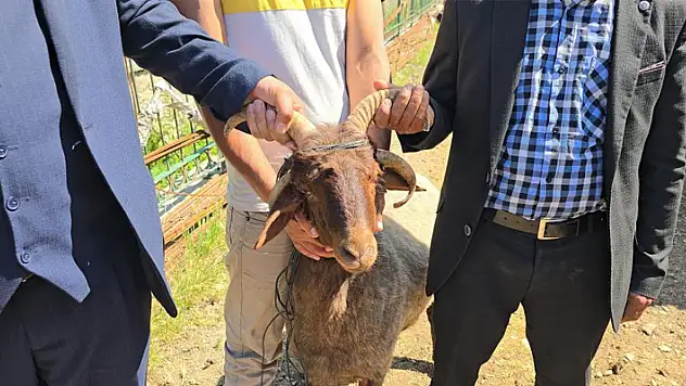 Ahırın lideri olan 4 boynuzlu koç, son başbakan Binali Yıldırım'a hediye edilecek
