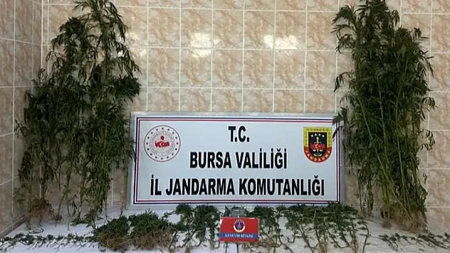 Ahırında uyuşturucu yetiştirdi, jandarmadan kaçamadı
