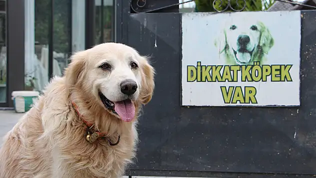 Aile hekiminin yaralanmasına neden olan köpeğin sahibi çifte, 315 bin lira tazminat cezası verildi
