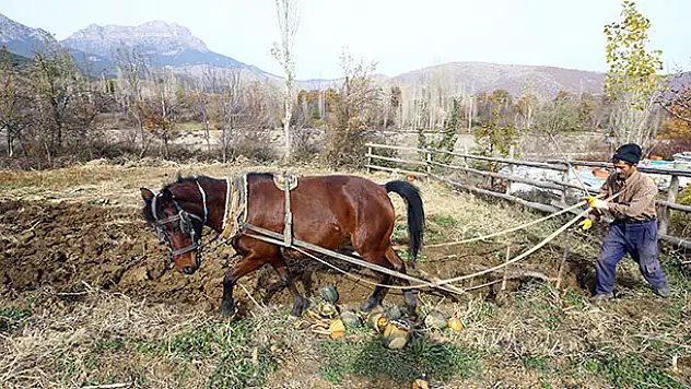 Ailesinin ekmeğini 'kara saban' ile çıkarıyor