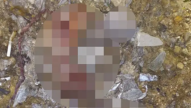 Akılalmaz olay! Adana'da çöplükte 26 cenin bulundu