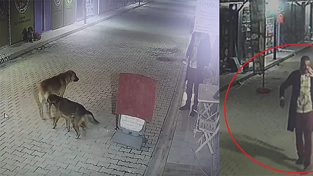 Akılalmaz olay: İş yerinin kapısını açıp kedileri köpeklere parçalattı