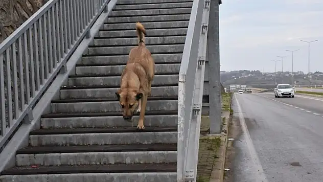 Akıllı köpekten üst geçit dersi