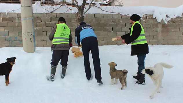 Akören'de sokak hayvanları unutulmadı