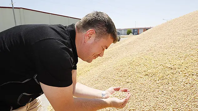 Aksaray Belediyesi hasat ettiği nohudu 12 bin 500 aileye dağıtacak
