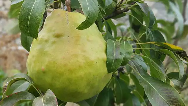 Aksaray'da 1 Kilogram Ağırlığında Armut