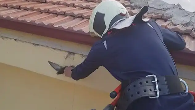 Aksaray'da ayağına ip dolanınca çatıda mahsur kalan kuş kurtarıldı
