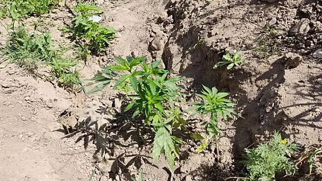 Aksaray'da bahçe ve saksıda kenevir üretimine jandarma baskını: 3 gözaltı
