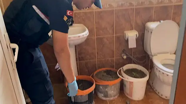 Aksaray'da banyoda boya kovalarında kenevir üretimine jandarma darbesi
