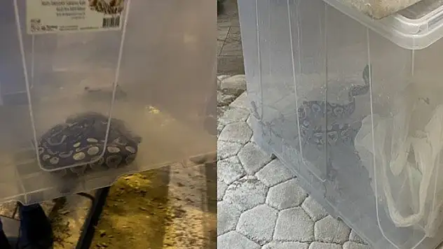 Aksaray'da bir evde kraliyet piton yılanı, kaplumbağa ve sakallı ejderler bulundu
