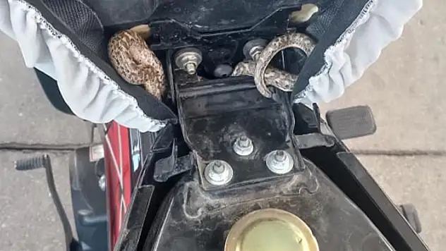 Aksaray'da bir motosikletin selesinden yılan çıktı!
