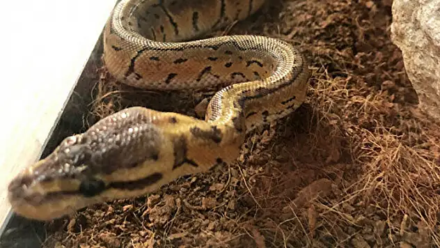 Aksaray'da bir otomobilde piton ve hamster ele geçirildi
