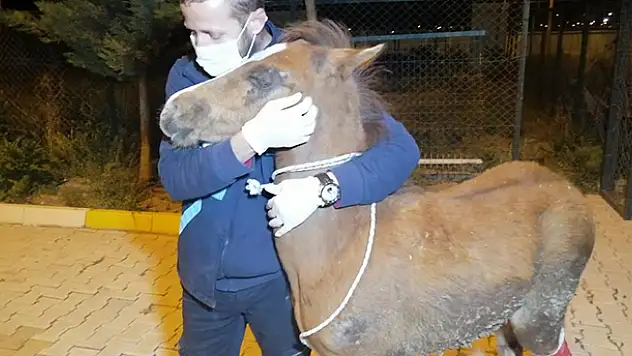 Aksaray'da çiftçinin tarlasında bulduğu yaralı tay tedavi altına alındı