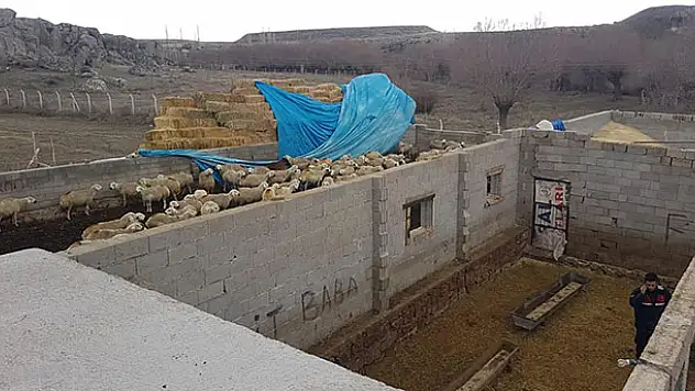 Aksaray'da etkili olan rüzgar mandıranın çatısını uçurdu