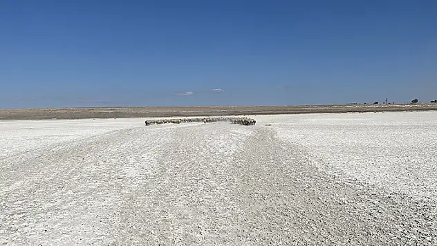 Aksaray'da flamingoların uğrak noktası Akgöl kurudu