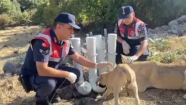 Aksaray'da jandarma, borulardan su ve yem kabı yapıp doğaya bıraktı

