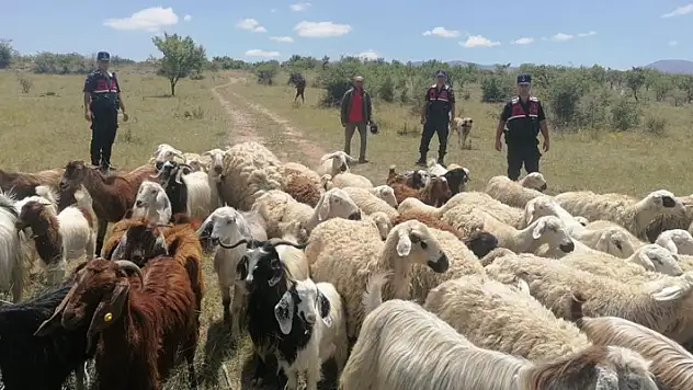 Aksaray'da jandarma ekipleri kayıp 100 koyunu dron ile 1 saatte buldu
