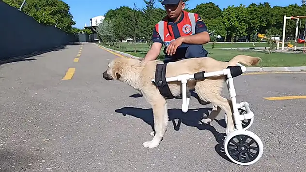 Aksaray'da jandarma personeli felçli köpek için yürüteç yaptı