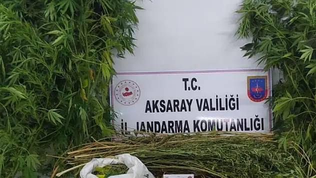 Aksaray'da jandarmadan kenevir operasyonu
