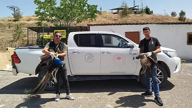 Aksaray'da jandarmadan tavus ve angut kuşu operasyonu
