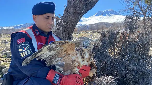Aksaray'da jandarmanın yaralı bulduğu kızıl şahin tedavi altında
