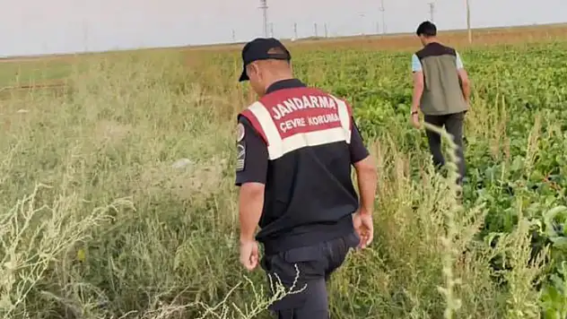 Aksaray'da kaçak avcılar jandarmanın ağına takıldı

