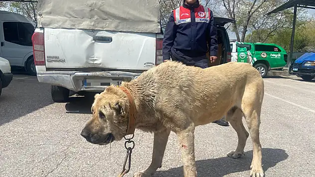 Aksaray'da köpek dövüştüren 14 kişiye 93 bin 808 lira ceza kesildi

