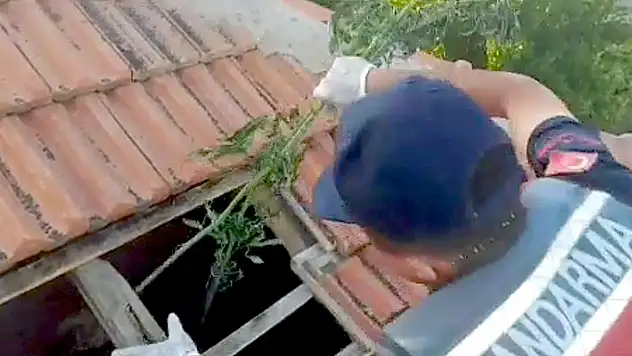 Aksaray'da müstakil evin çatısında kenevir kurutan şüpheli yakalandı
