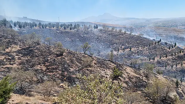 Aksaray'da ot yangını ormana sıçradı, 5 bin fidan yandı

