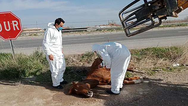 Aksaray'da otomobilin çarpmasıyla yaralanan at, hayvansever vatandaşın çabasıyla kurtarıldı
