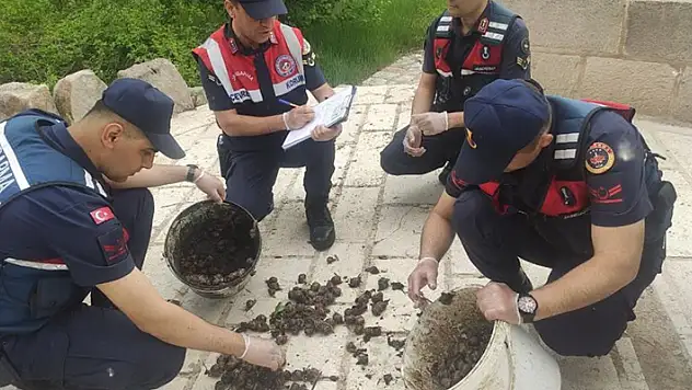 Aksaray'da salyangoz avcısı jandarmaya yakalandı
