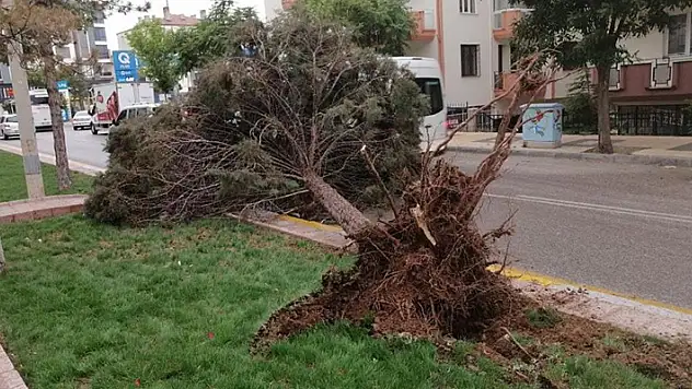 Aksaray'da şiddetli rüzgar ağacı kökünden söktü
