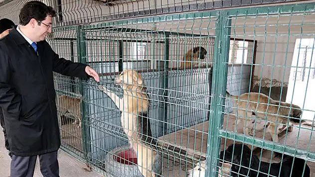 Aksaray'da sokak hayvanlarına 5 yıldızlı bakım