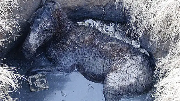 Aksaray'da tay foseptik çukuruna düştü