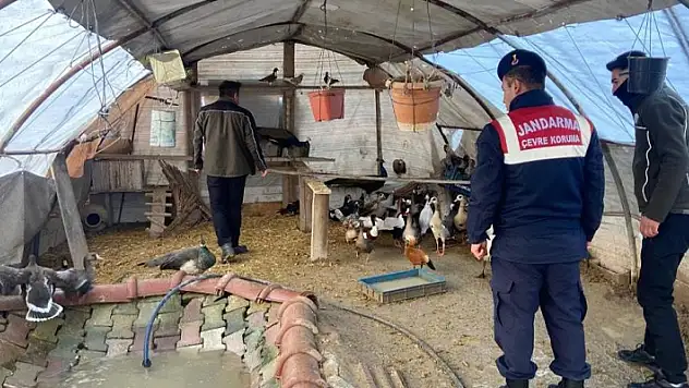 Aksaray'da yaban hayvanı ticaretine 78 bin 650 TL ceza
