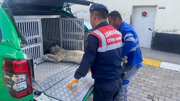 Aksaray'da yaralı köpeğe jandarma yetişti
