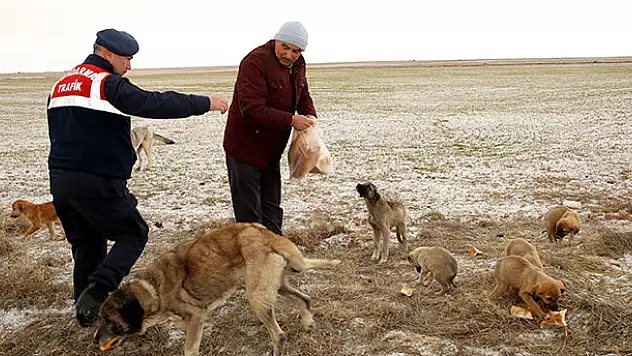 Aksaray'da yaylada ölüme terk edilen 26'sı yavru 28 köpeğe belediye sahip çıktı