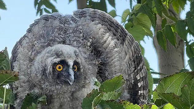 Aksaray'da yere düşen kulaklı orman baykuşu yavrusunu vatandaşlar yuvasına bıraktı
