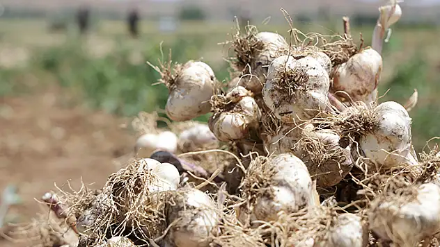 Aksaray'ın organik sarımsakları Rusya ve Almanya yolunda
