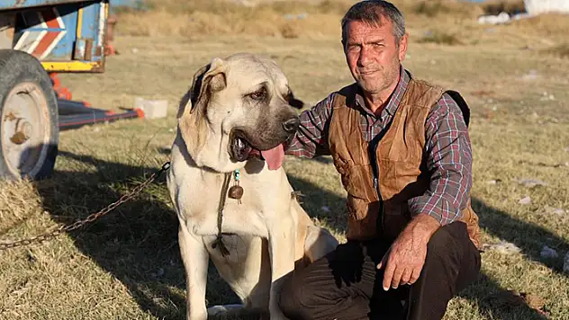 Aksaray Malaklı köpeği dünyaya açıldı
