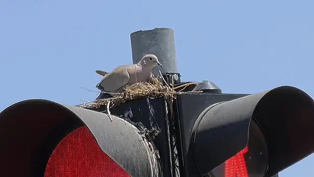 Aksaray'da kumru trafik ışığına yuva yaptı
